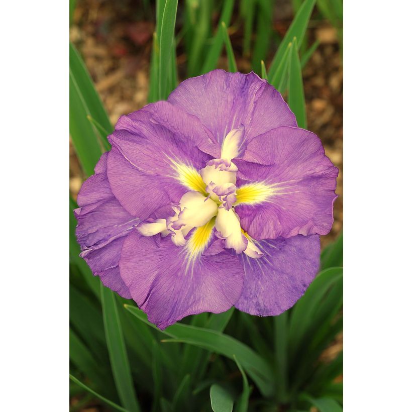 Iris Japonés Center of Interest - Iris ensata (Floración)