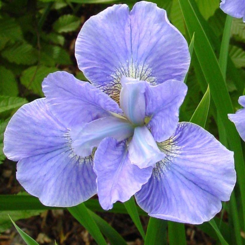 Lirio de Siberia Dear Delight - Iris sibirica (Floración)