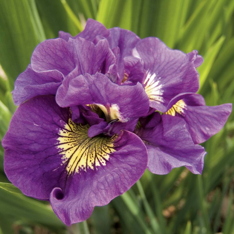 Lirio de Siberia Double Standard - Iris sibirica (Floración)