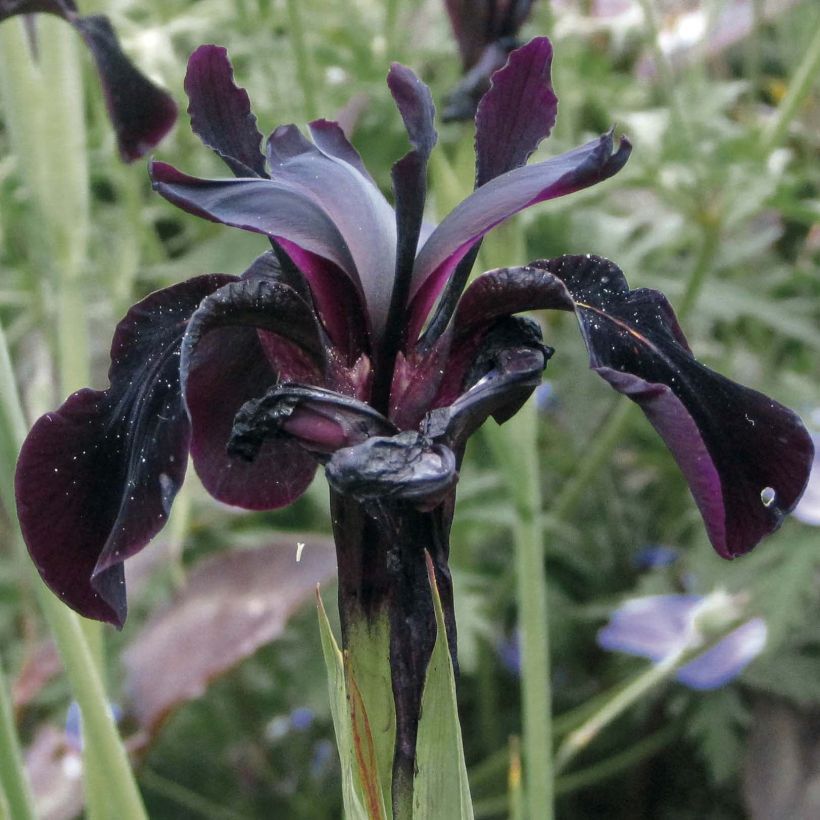 Iris chrysographes Black Knight (Floración)