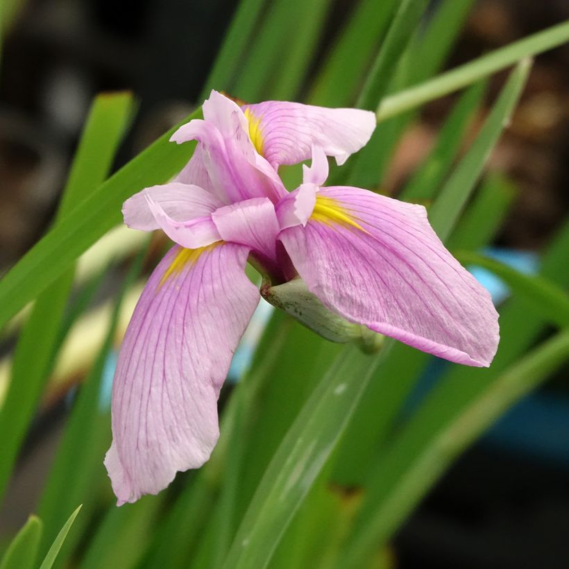 Iris laevigata Rose Queen - Iris de oreja de conejo (Floración)