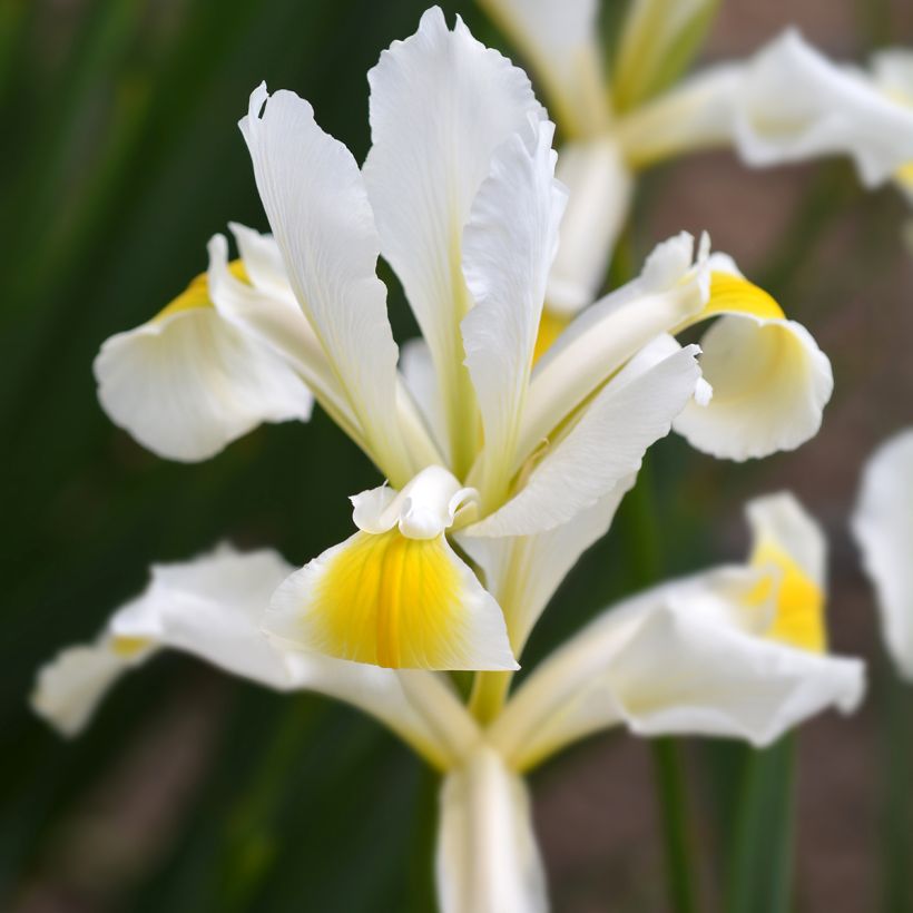 Iris ochroleuca (orientalis) (Floración)