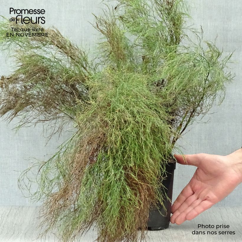 Ejemplar de Ischyrolepis subverticillata Maceta 2L/3L entregado en otoño
