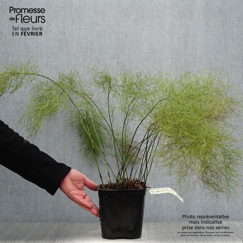 Ischyrolepis subverticillata Maceta 2L/3L Ejemplar entregado en invierno