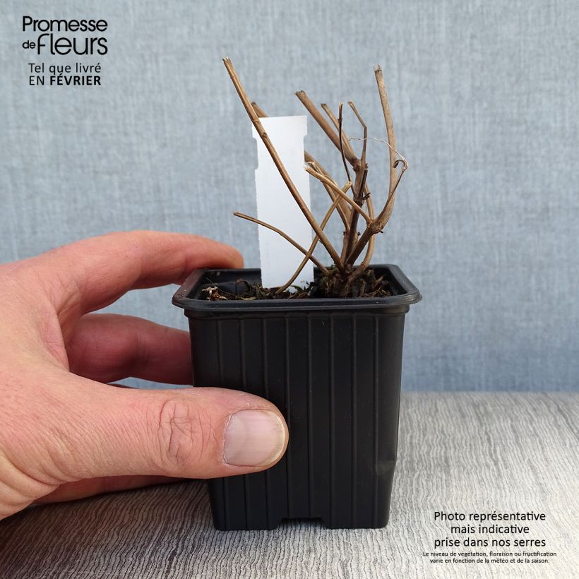 Isodon longituba Maceta de 8/9 cm Ejemplar entregado en invierno