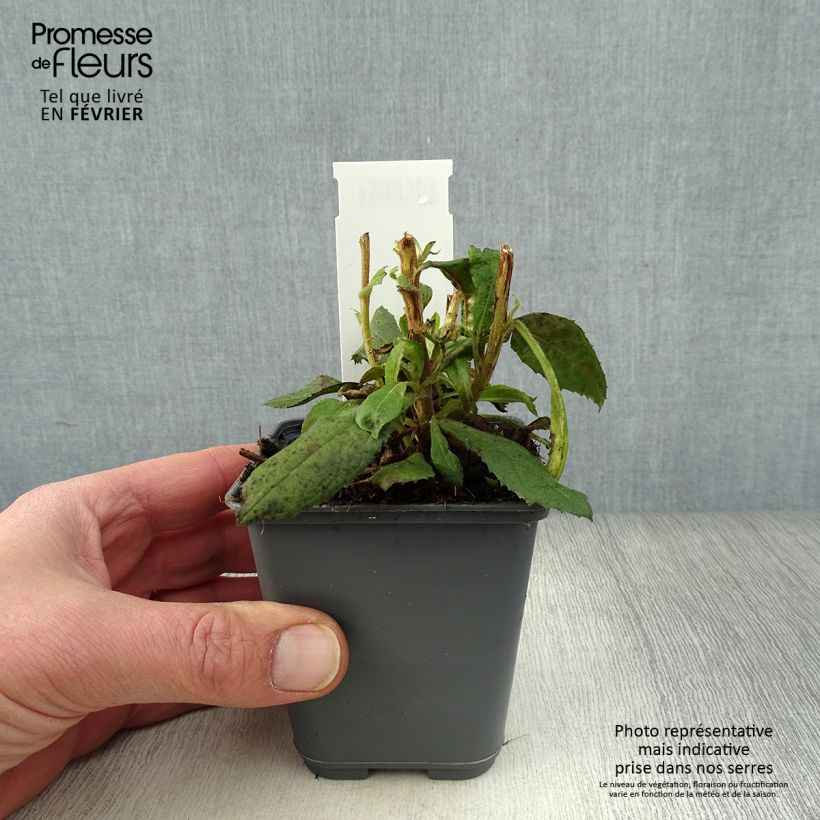 Isoplexis isabelliana Bella Maceta de 8/9 cm Ejemplar entregado en invierno