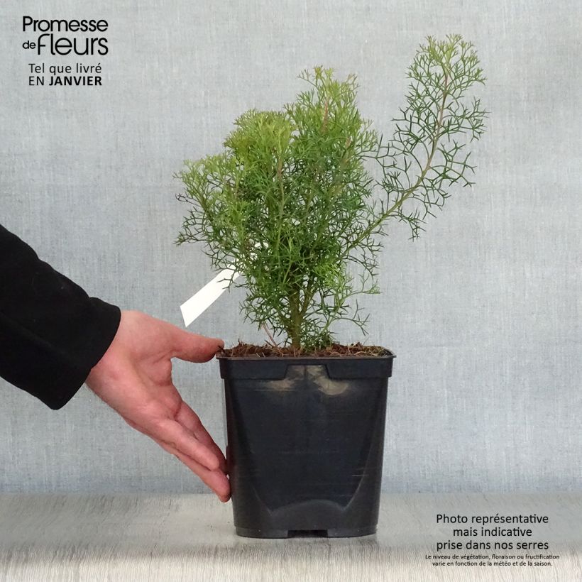 Isopogon formosus Maceta 3L/4L Ejemplar entregado en invierno