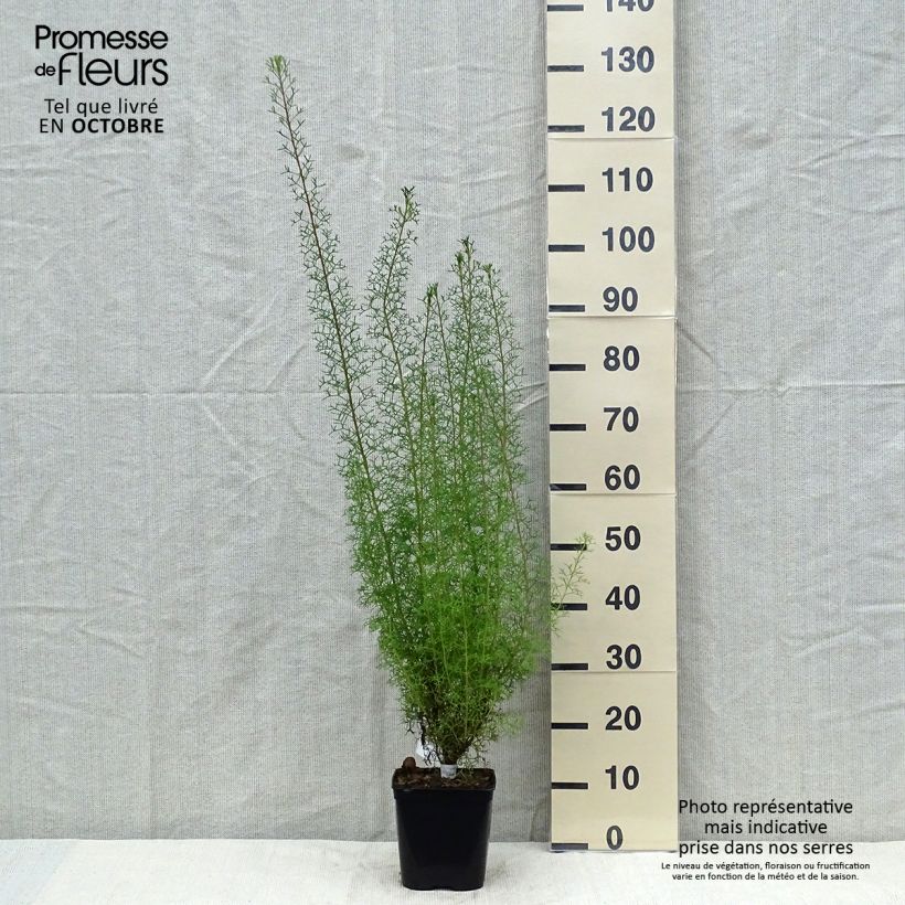Ejemplar de Isopogon formosus Maceta 3L/4L entregado en otoño