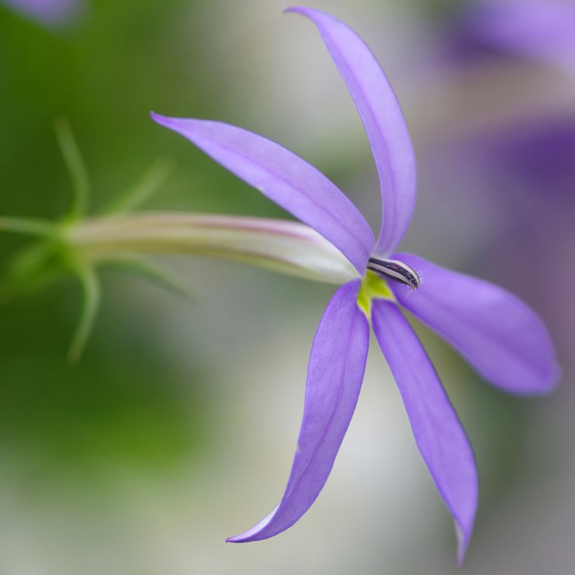 Isotoma Stella Blue (Floración)