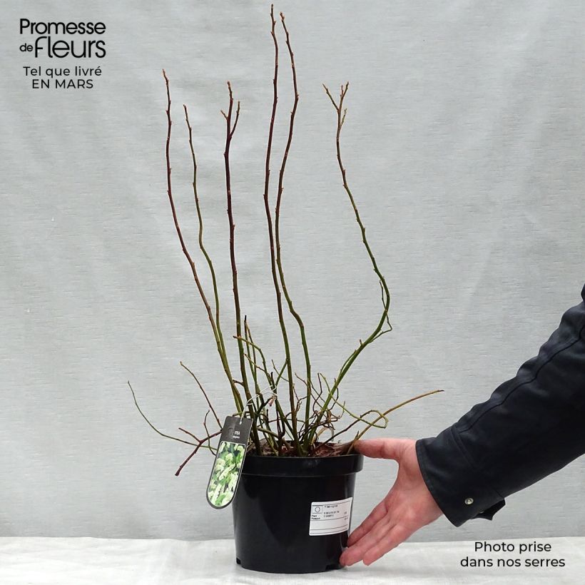 Itea virginica - Itea de Virginia Maceta 3L/4L Ejemplar entregado en la primavera