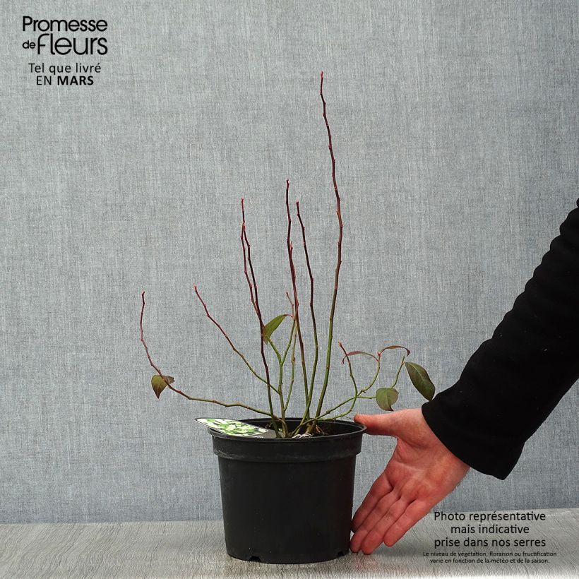 Itea virginica - Itea de Virginia Maceta 3L/4L Ejemplar entregado en invierno