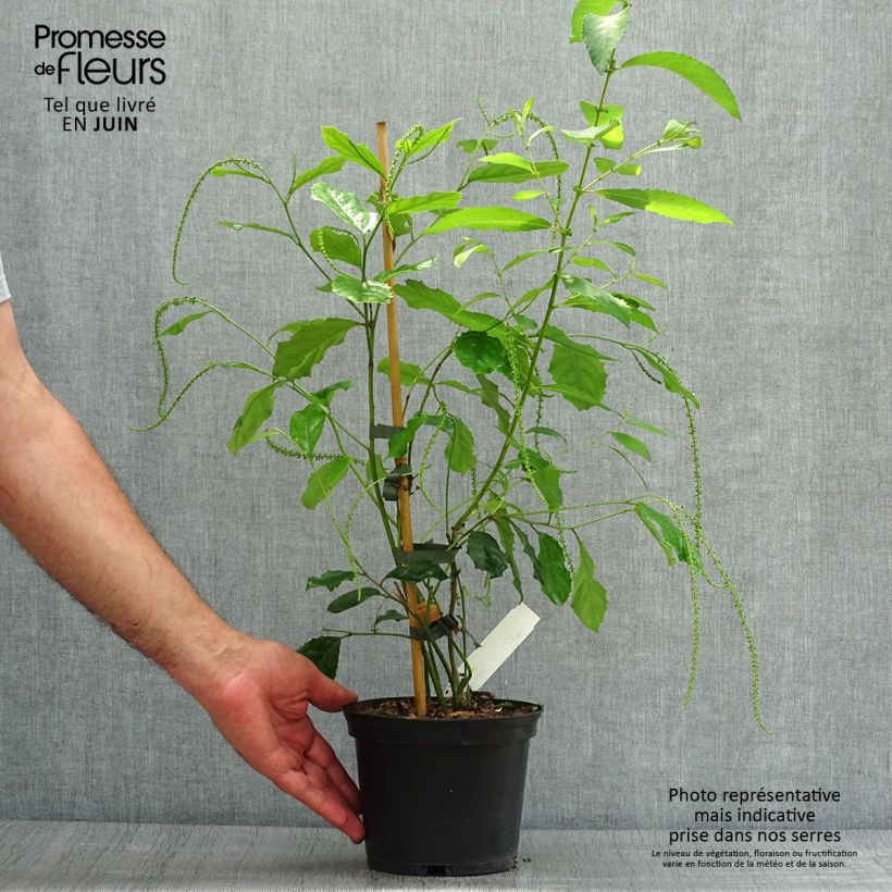 Ejemplar de Itea ilicifolia Maceta 2L/3L entregado en verano