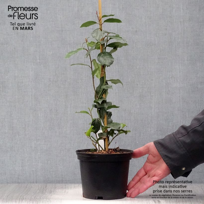 Itea ilicifolia Maceta 2L/3L Ejemplar entregado en la primavera