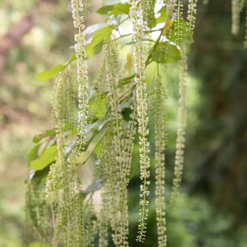 Itea ilicifolia (Floración)