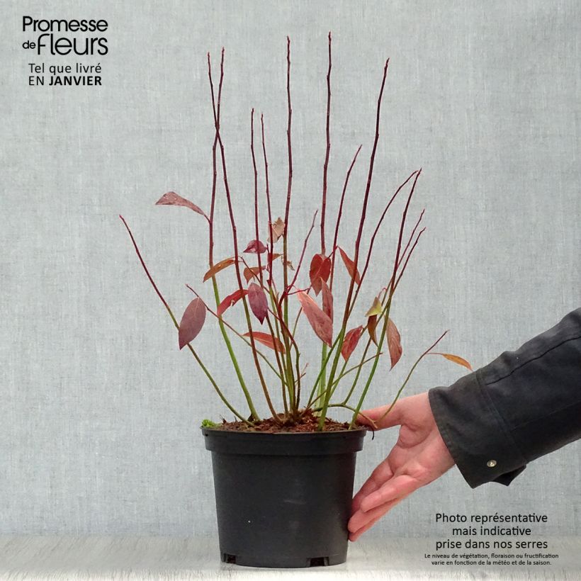 Itea virginica Henry's Garnet Maceta 2L/3L Ejemplar entregado en invierno