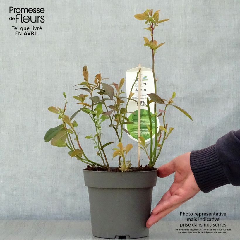 Itea virginica Henry's Garnet Maceta 2L/3L Ejemplar entregado en la primavera