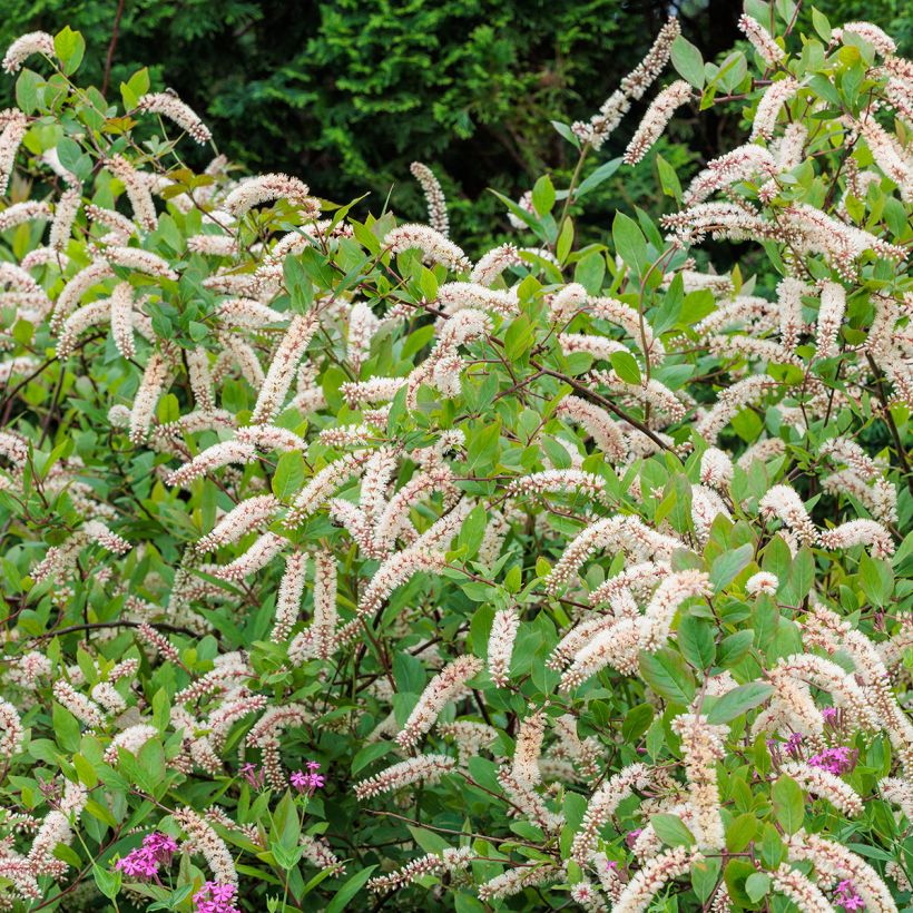 Itea virginica - Itea de Virginia (Porte)