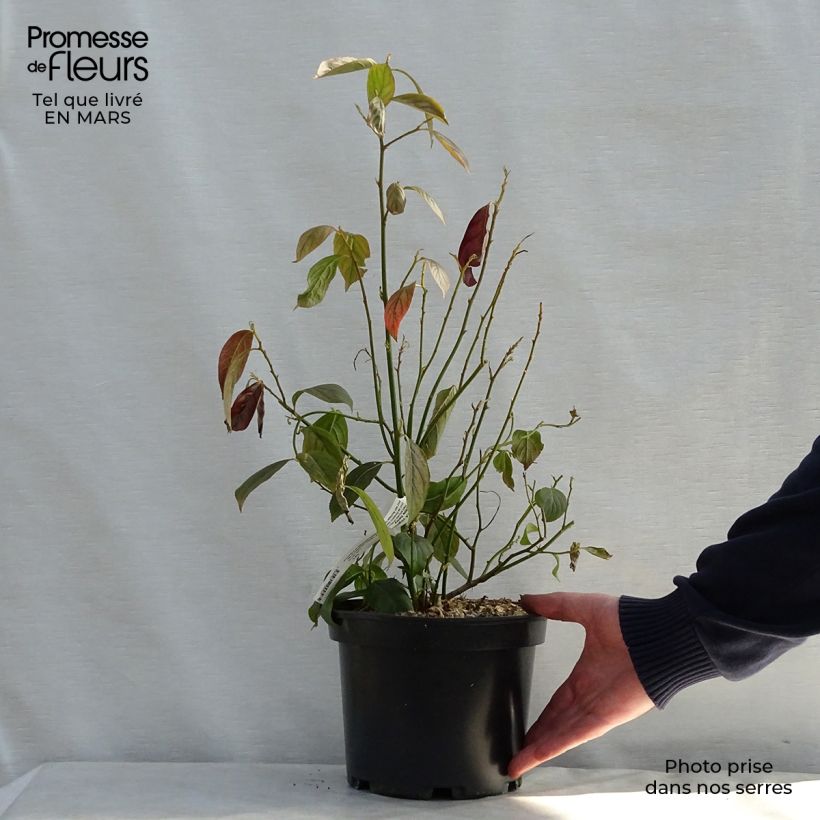 Itea virginica Little Henry Maceta 3L/4L Ejemplar entregado en la primavera