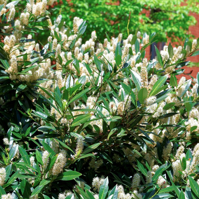 Itea virginica Little Henry (Follaje)