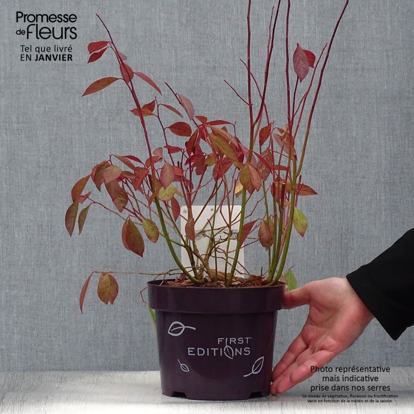 Itea virginica Love Child Maceta 2L/3L Ejemplar entregado en invierno