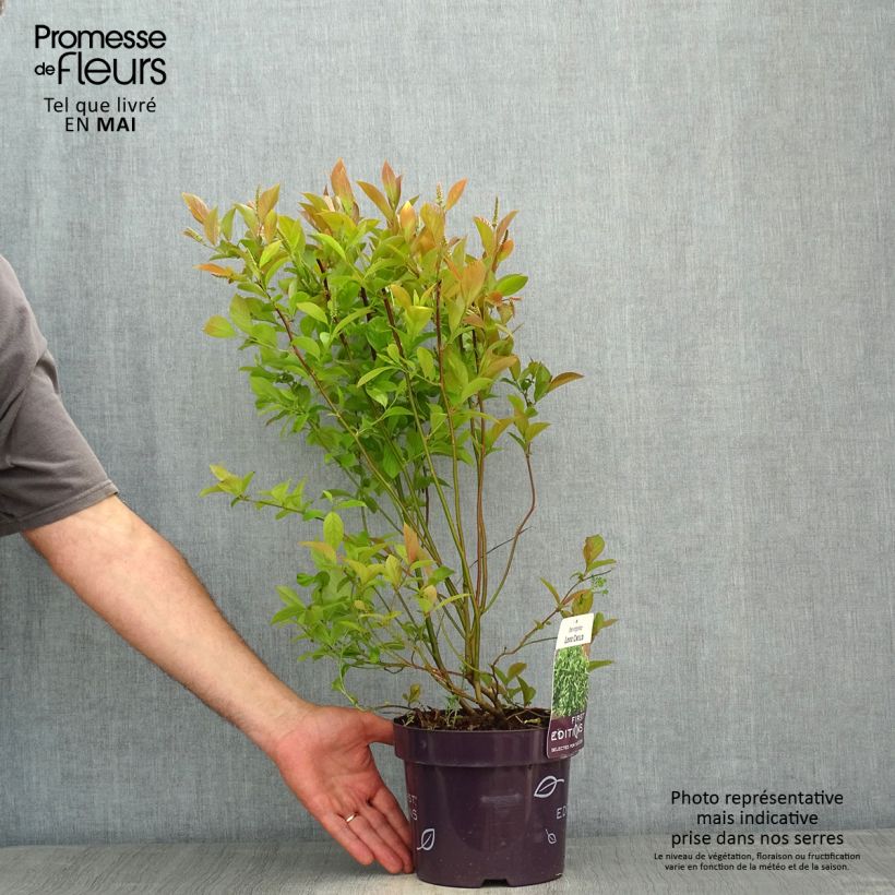 Itea virginica Love Child Maceta 2L/3L Ejemplar entregado en la primavera