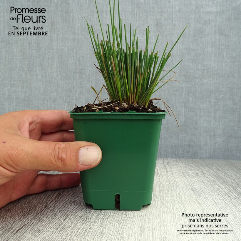 Ejemplar de Juncus inflexus Blue Dart Maceta de 8/9 cm entregado en otoño
