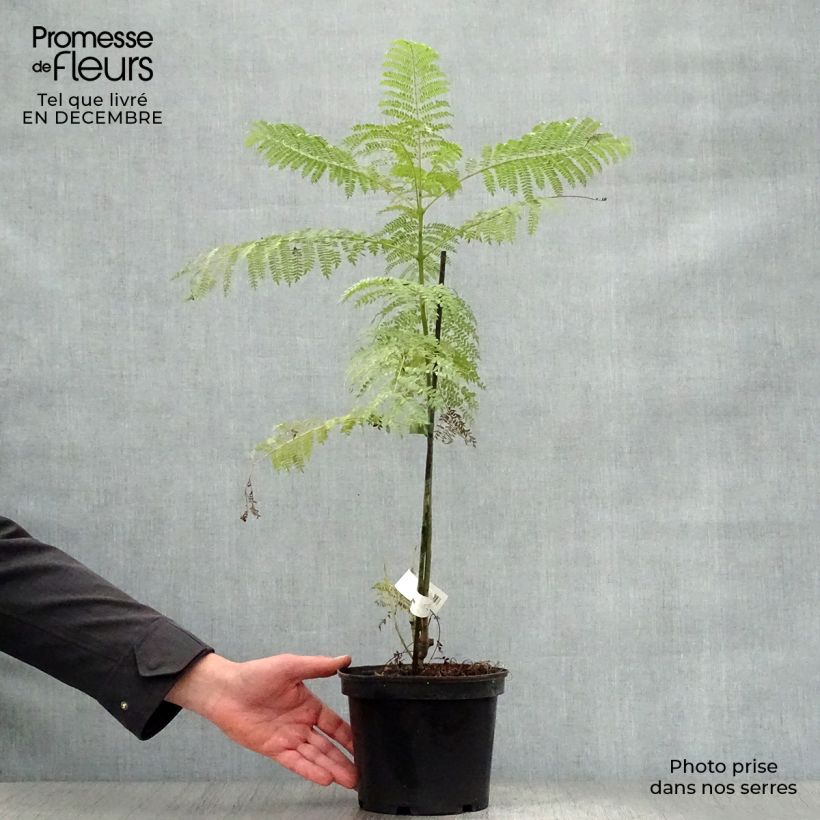 Jacaranda mimosifolia Maceta 4L/5L Ejemplar entregado en invierno