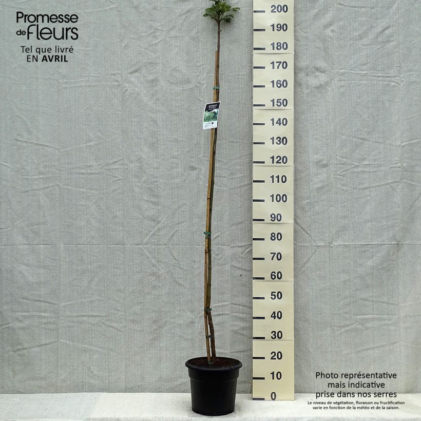Jacaranda mimosifolia Maceta 7,5L/10L Ejemplar entregado en la primavera