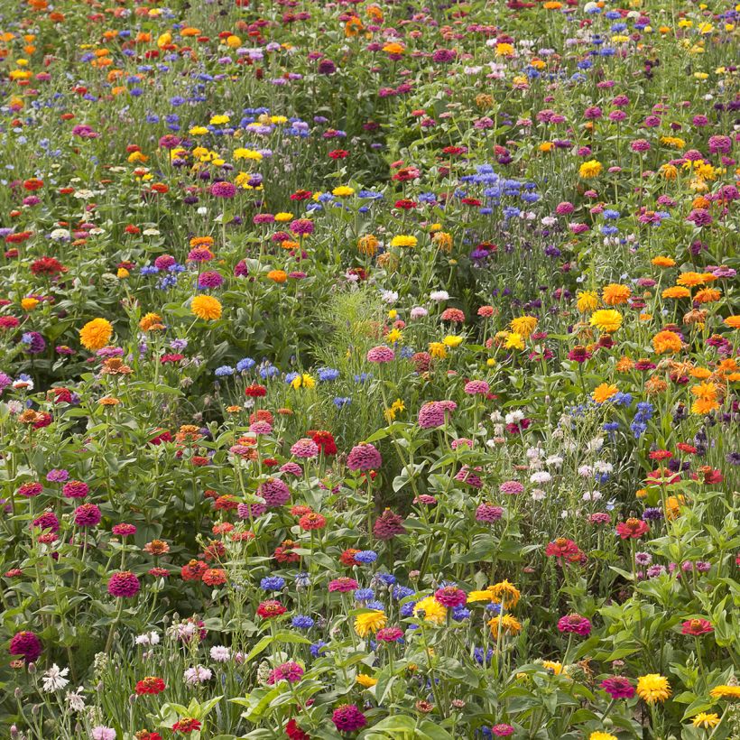 Barbecho de flores cortas Belle France (Porte)