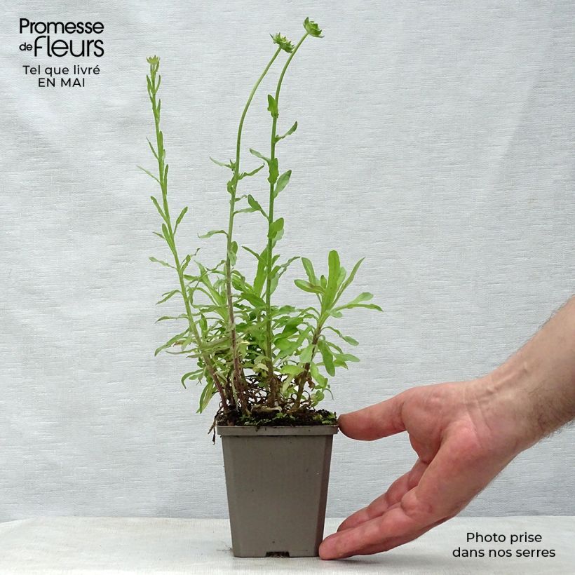 Jasione laevis Blaulicht Maceta de 8/9 cm Ejemplar entregado en la primavera