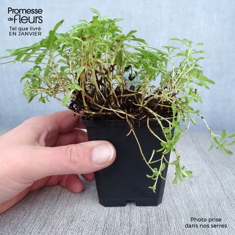 Jasione laevis Blaulicht Maceta de 8/9 cm Ejemplar entregado en invierno