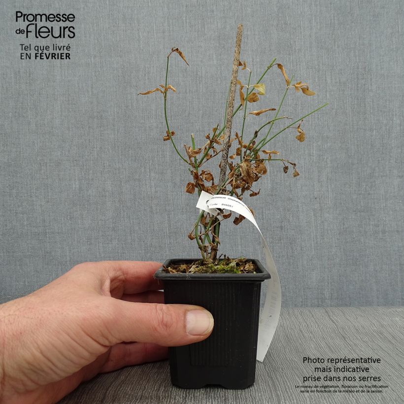 Jasminum stephanense - Jazmín Maceta de 8/9 cm Ejemplar entregado en invierno
