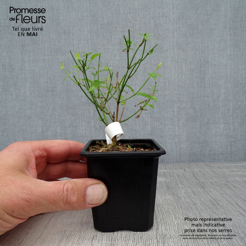 Jasminum stephanense - Jazmín Maceta de 8/9 cm Ejemplar entregado en la primavera