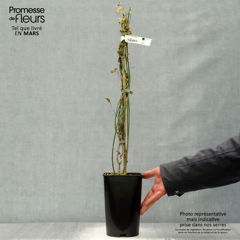 Jasminum stephanense - Jazmín Maceta 2L/3L Ejemplar entregado en la primavera