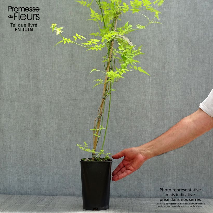 Jasmin blanc - Jasminum officinale Aureum Ejemplar entregado en la primavera