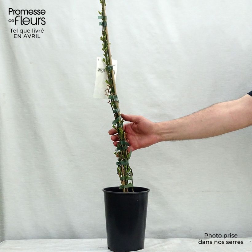 Jazmín amarillo - Jasminum nudiflorum Maceta 2L/3L Ejemplar entregado en la primavera