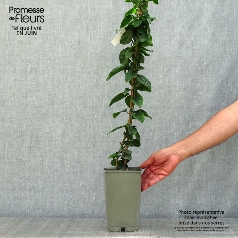 Ejemplar de Jazmín de Arabia - Jasminum sambac Maceta 2L/3L entregado en verano