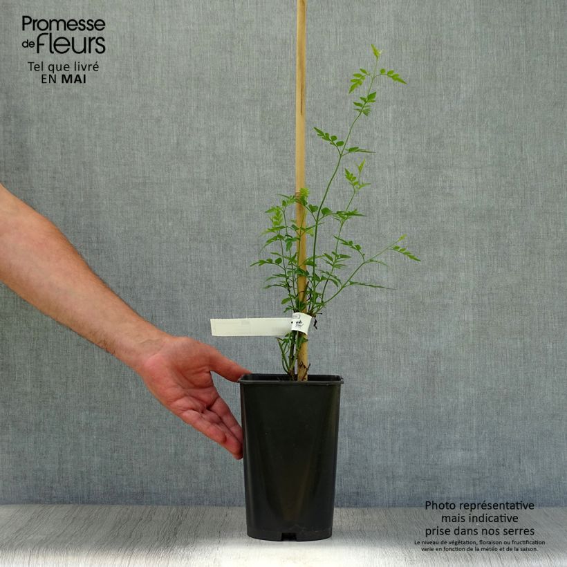 Jazmín real - Jasminum grandiflorum Maceta 2L/3L Ejemplar entregado en la primavera