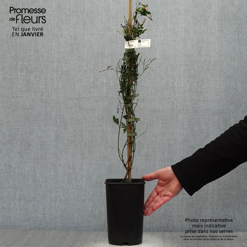 Jazmín real - Jasminum grandiflorum Maceta 2L/3L Ejemplar entregado en invierno