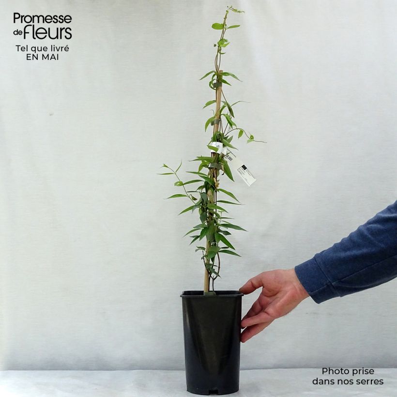 Gelsemium sempervirens Maceta 2L/3L Ejemplar entregado en la primavera