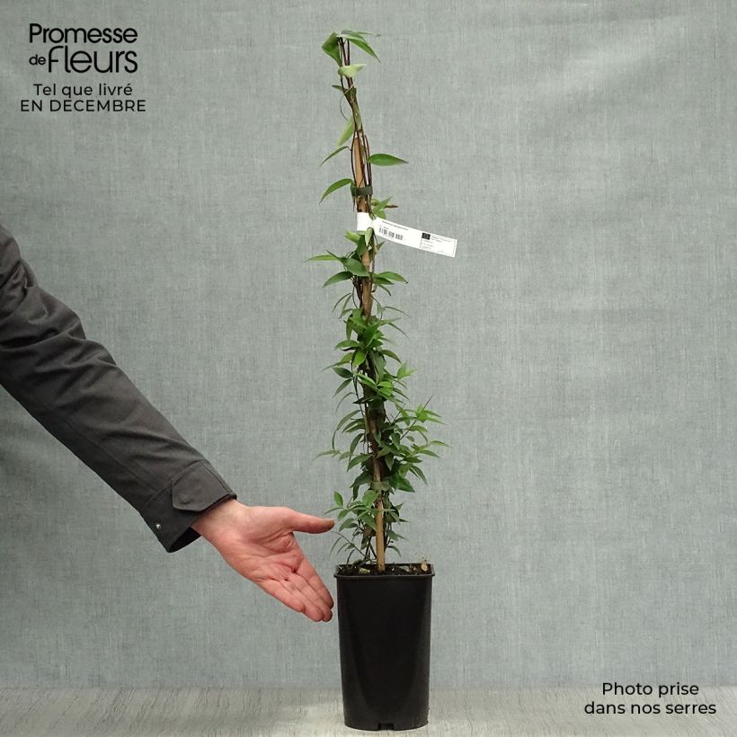 Gelsemium sempervirens Maceta 2L/3L Ejemplar entregado en invierno