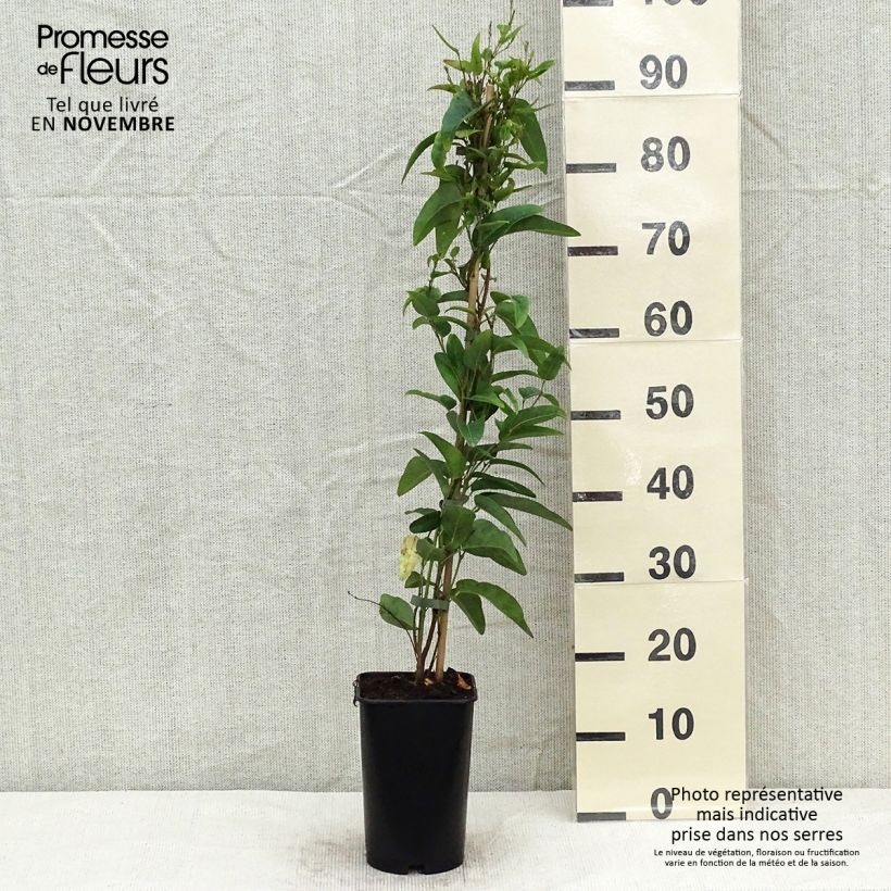 Ejemplar de Gelsemium sempervirens Maceta 2L/3L entregado en otoño