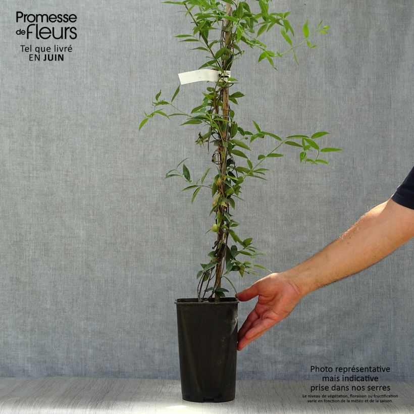 Ejemplar de Gelsemium sempervirens Maceta 2L/3L entregado en verano