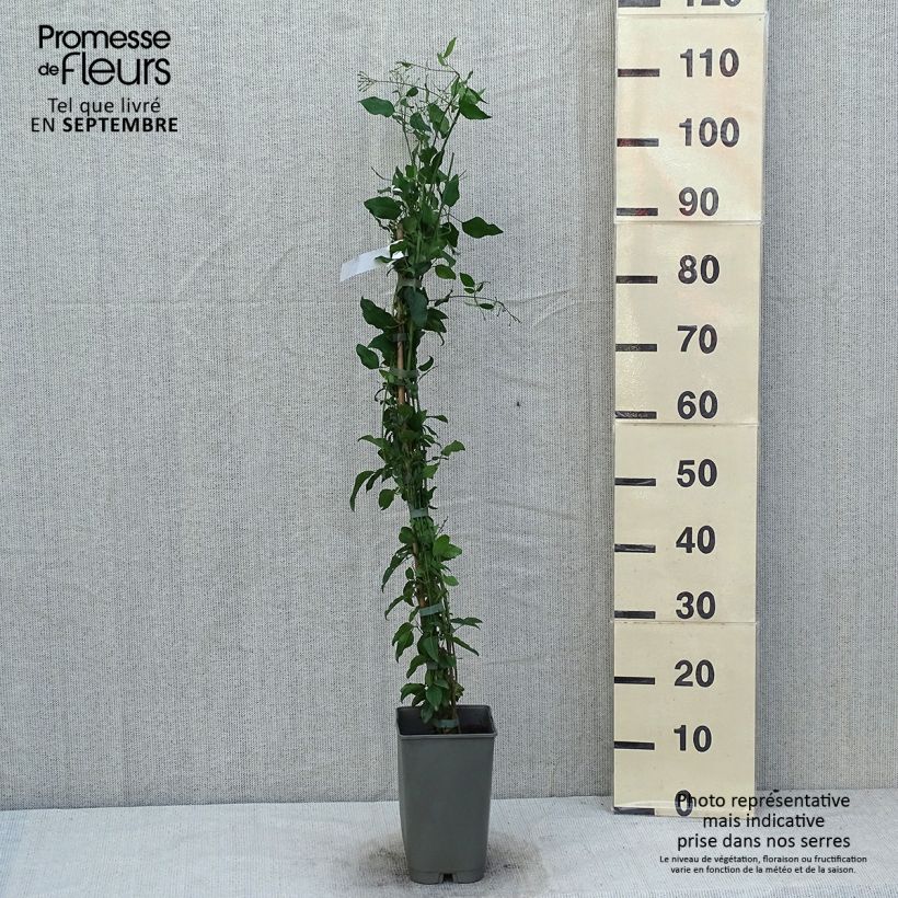 Ejemplar de Jazmín de las Azores - Jasminum azoricum Maceta 2L/3L entregado en verano