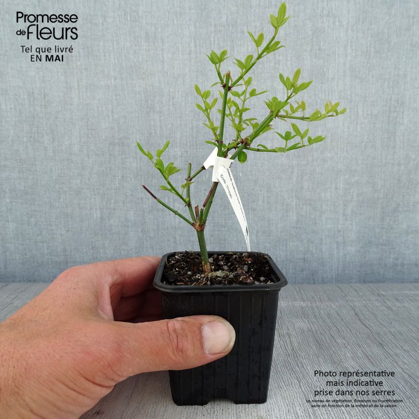 Jazmín amarillo - Jasminum nudiflorum Maceta de 8/9 cm Ejemplar entregado en la primavera