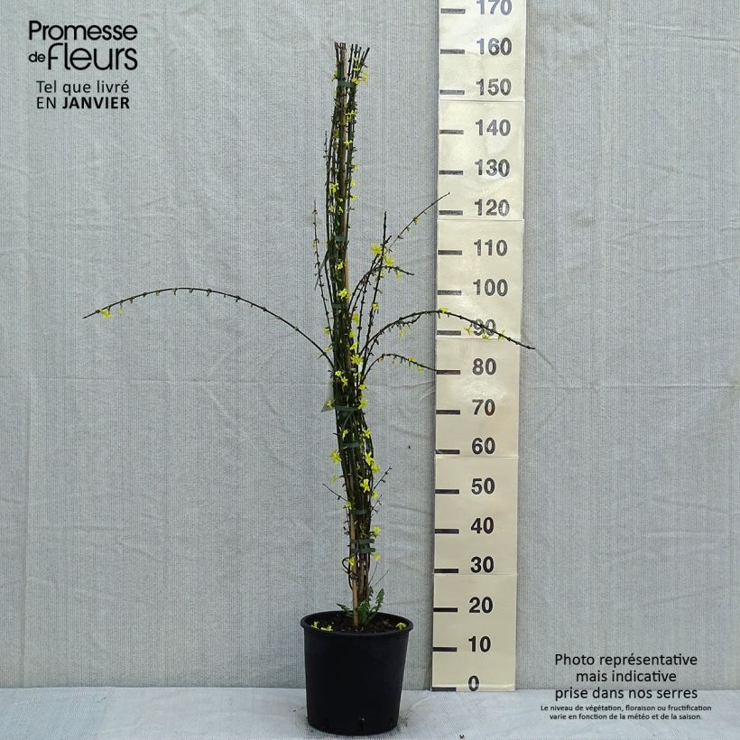 Jazmín amarillo - Jasminum nudiflorum Maceta 7,5L/10L Ejemplar entregado en invierno