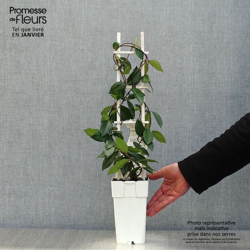 Jazmín de leche Star Of Venice Maceta 2L/3L Ejemplar entregado en invierno