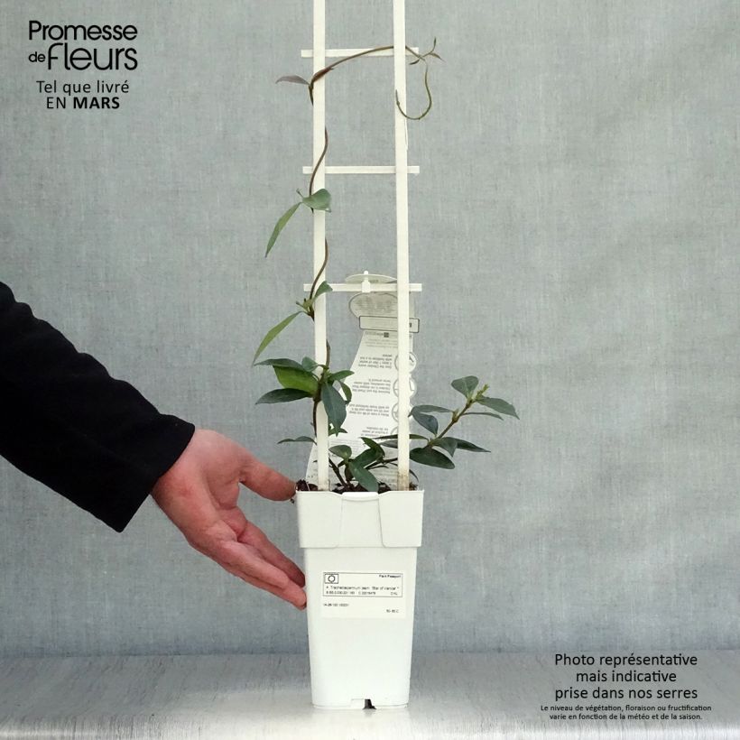 Jazmín de leche Star Of Venice Maceta 2L/3L Ejemplar entregado en la primavera