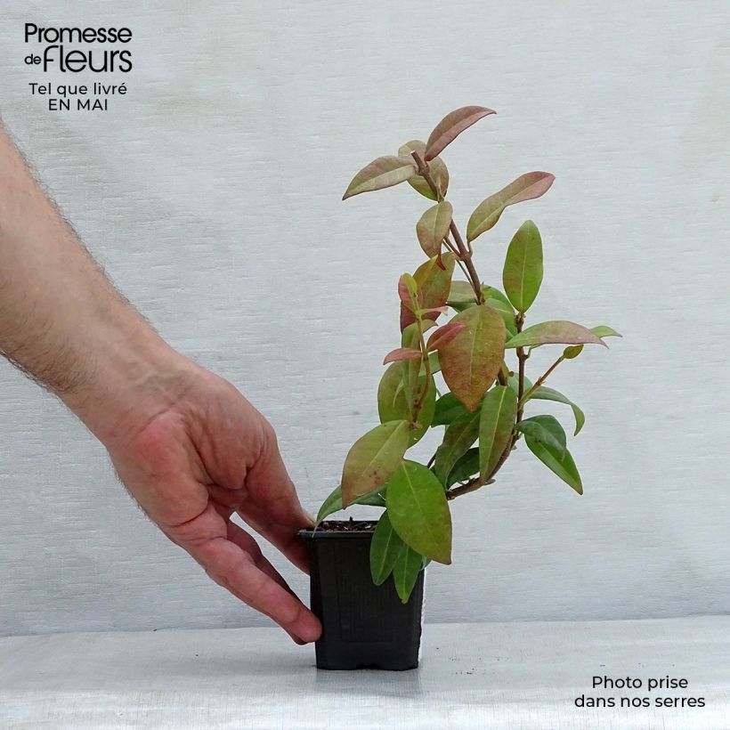 Jazmín de leche - Trachelospermum jasminoides Maceta de 8/9 cm Ejemplar entregado en la primavera