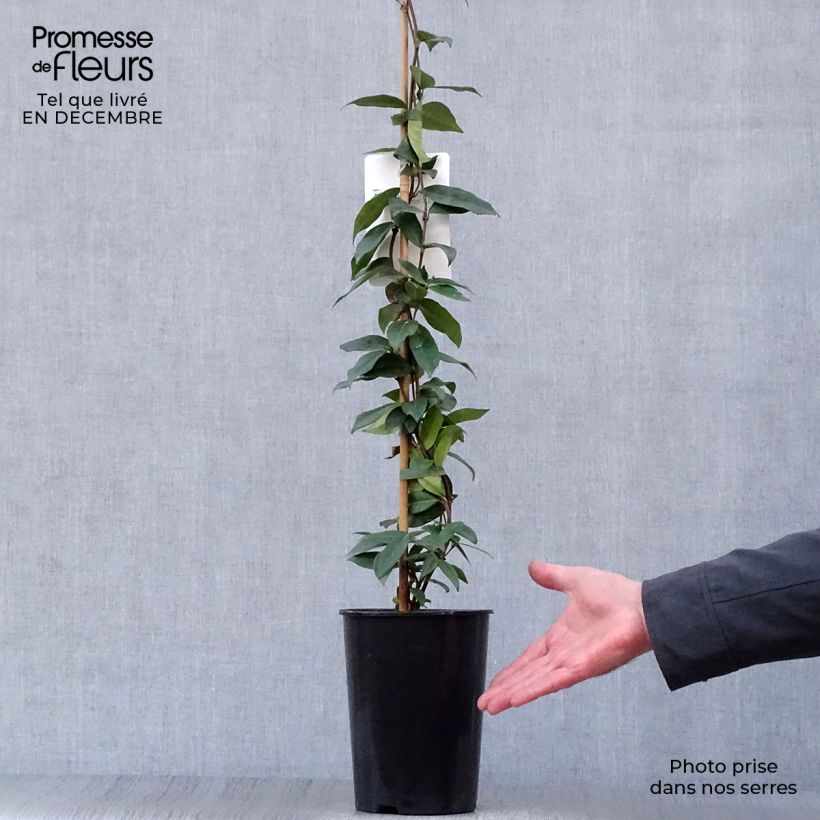 Jazmín de leche - Trachelospermum jasminoides Maceta 2L/3L Ejemplar entregado en invierno